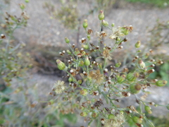 Erigeron floribundus