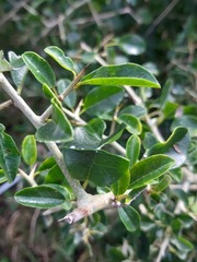 Maclura africana