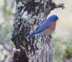 Sialia mexicana