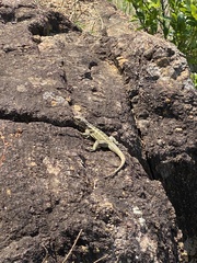 Oplurus quadrimaculatus