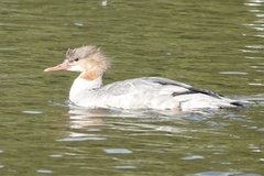 Mergus merganser