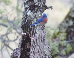 Sialia mexicana