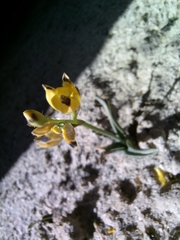 Ornithogalum maculatum