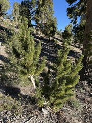 Pinus longaeva