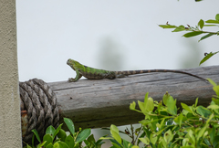 Ctenosaura hemilopha