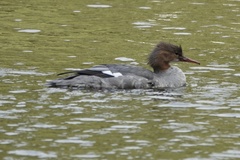 Mergus merganser