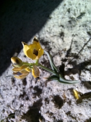 Ornithogalum maculatum