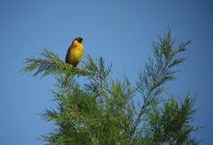 Emberiza melanocephala
