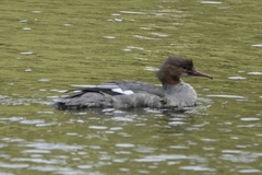 Mergus merganser