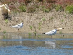 Chroicocephalus ridibundus