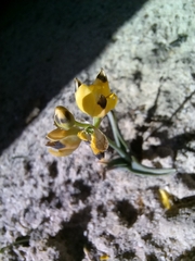 Ornithogalum maculatum