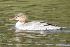 Mergus merganser
