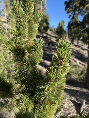 Pinus longaeva