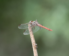Orthemis ferruginea