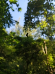 Micrathena