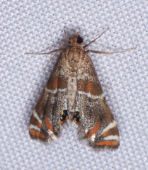 Petrophila jaliscalis