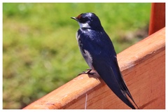 Hirundo albigularis