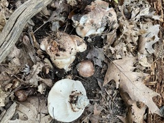 Tricholoma caligatum