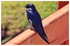 Hirundo albigularis