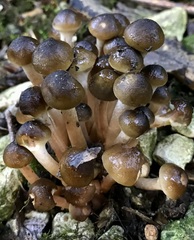 Lyophyllum decastes