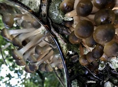 Lyophyllum decastes