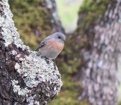 Sialia mexicana