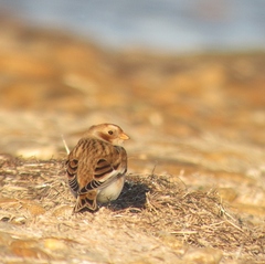 Plectrophenax nivalis