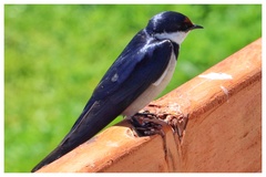 Hirundo albigularis