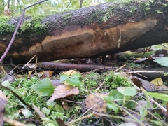 Fomitiporia punctata