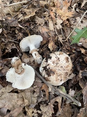 Tricholoma caligatum