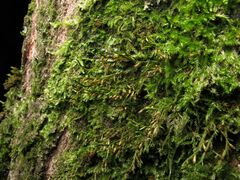 Cryphaea heteromalla