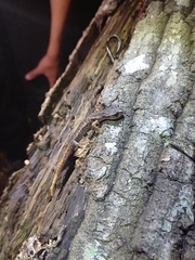 Speleomantes italicus