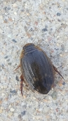 Acilius abbreviatus