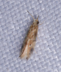Hydroptilidae