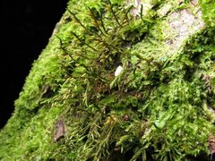 Cryphaea heteromalla