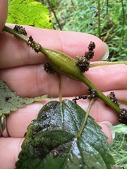 Neolasioptera boehmeriae