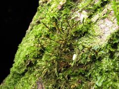 Cryphaea heteromalla