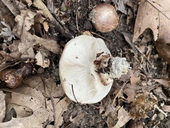 Tricholoma caligatum