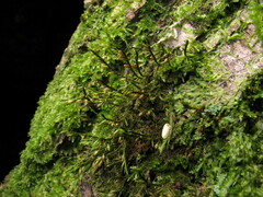 Cryphaea heteromalla