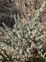 Juniperus californica