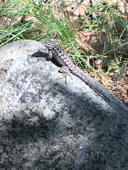 Sceloporus occidentalis occidentalis