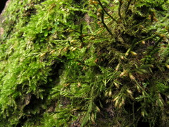 Cryphaea heteromalla