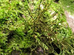 Cryphaea heteromalla