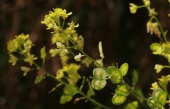 Biscutella laevigata