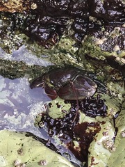 Petrolisthes cinctipes