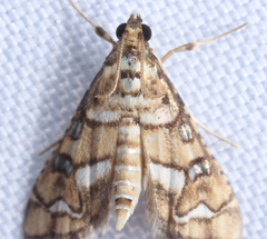 Hileithia magualis
