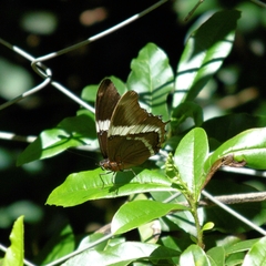 Siproeta epaphus trayja
