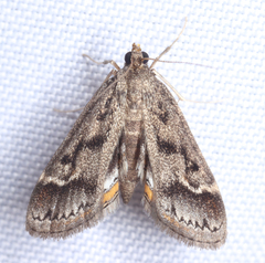 Parapoynx obscuralis
