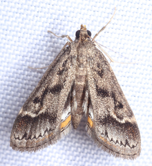 Parapoynx obscuralis