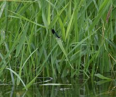 Calopteryx aequabilis